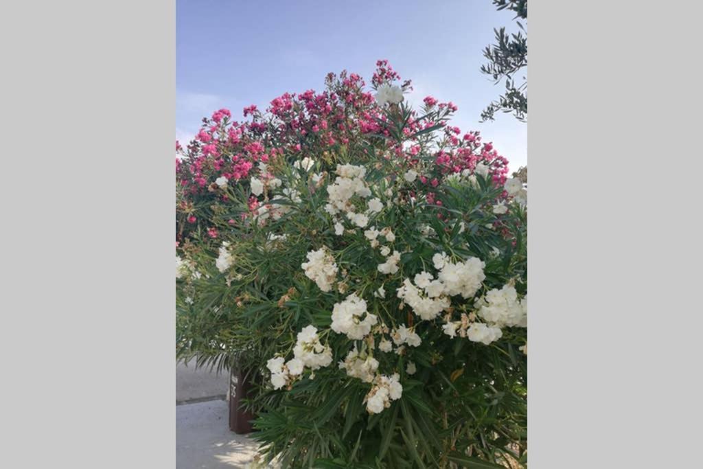 فيلا Ribaric Banjol المظهر الخارجي الصورة